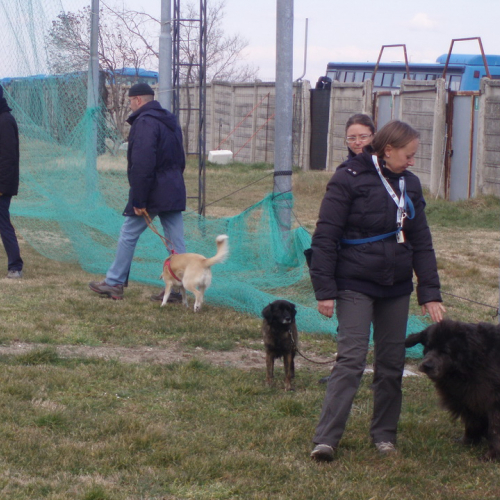 Addestramento 26/02/12 n. 5 / 75901