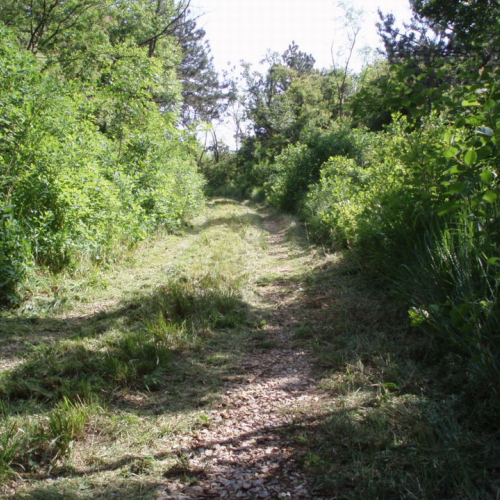 Pulizia sentieri del Carso 4 / 40094
