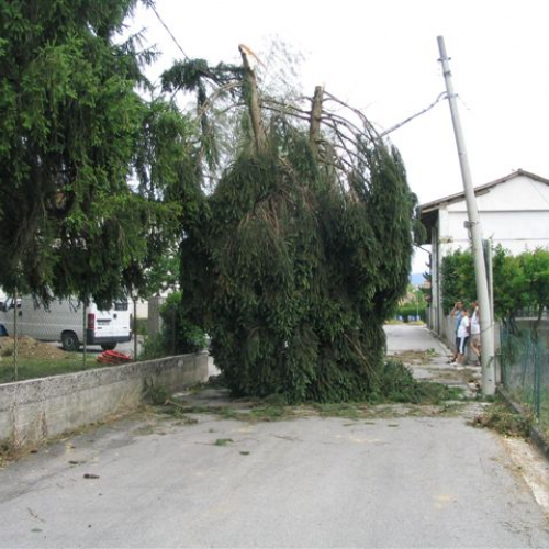 Pagnacco 03 / 3915