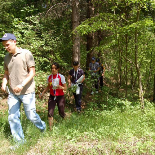 Orienteering nei boschi 028 / 10832