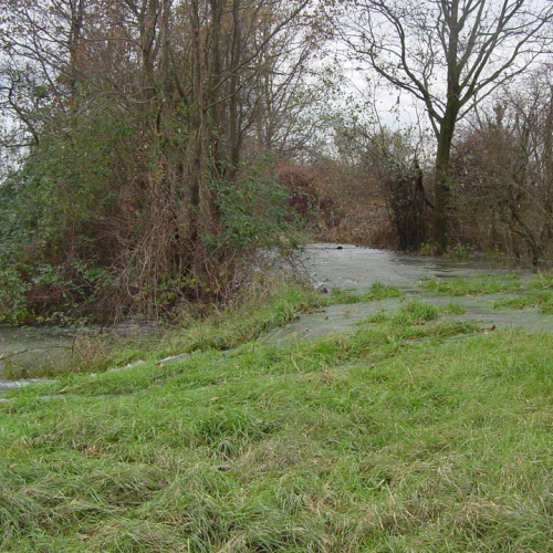 Cervignao Canale Banduzzi n. 5 / 32773