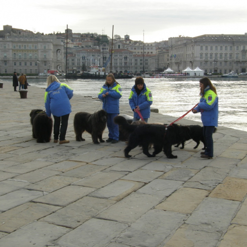 Natale Subacqueo di Trieste n. 8 / 74664