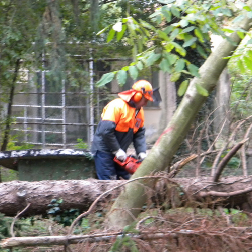 Addestramento a Perteole del 10/11/12 n. 12 / 88120