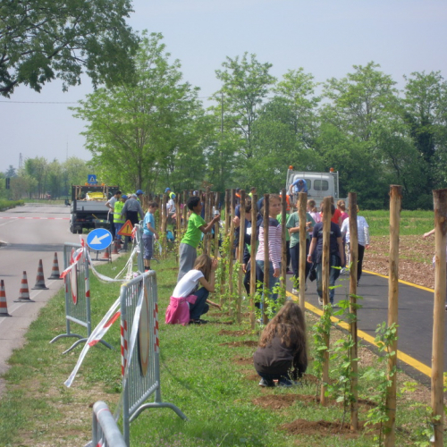 Piantumazione alberi 2 maggio n. 6 / 80064