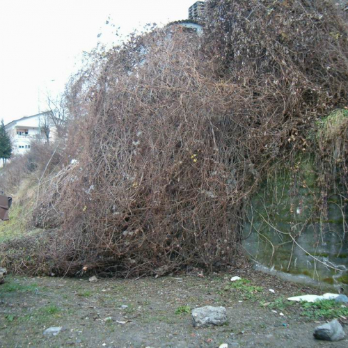 consegna dei lavori Comeglians n.2 / 31305