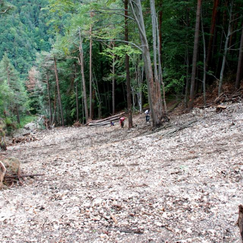Intervento strada comunale Val Dogna (CD6/017) n. 4 / 55352