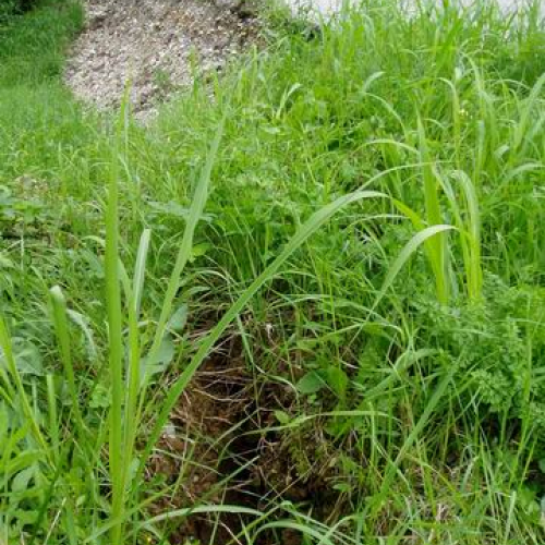Intervento urgente di Protezione civile in comune di Dolegna del Collio n.7 / 31035