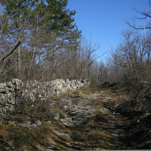 Slivia foto prima / 9165