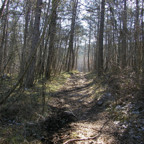San Pelagio foto prima / 9168