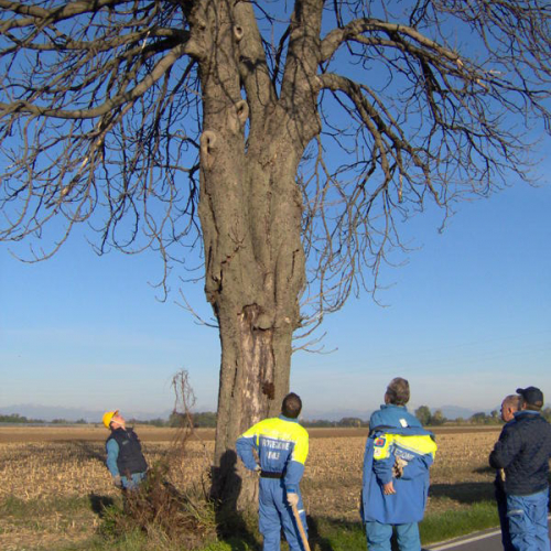 Intervento taglio albero n. 1 / 43948