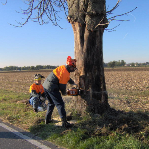 Intervento taglio albero n. 4 / 43951