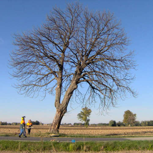Intervento taglio albero n. 6 / 43953