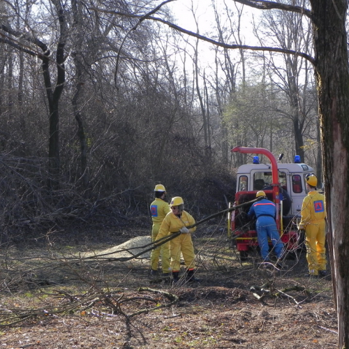 Pulizia spondale del torrente Cormor n. 6 / 74775