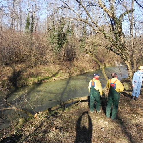 Pulizia spondale del torrente Cormor n. 14 / 74783