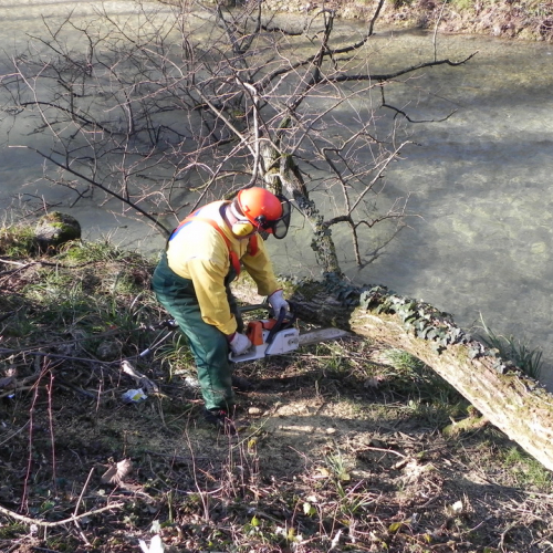 Pulizia spondale del torrente Cormor n. 20 / 74789