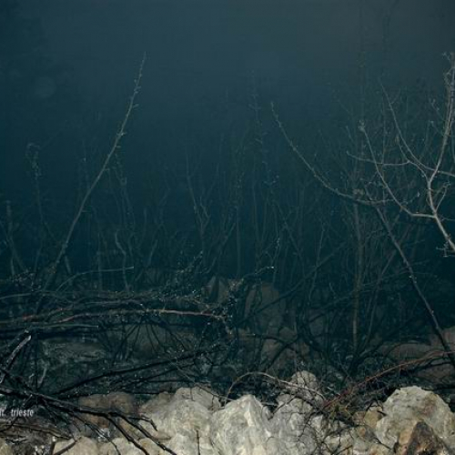 Gallery Corpo Pompieri Volontari Trieste n. 1 / 85218