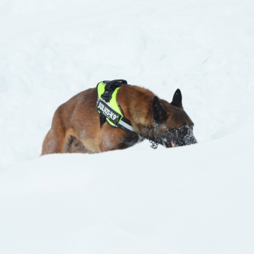 Esercitazione a Sella Nevea del 21/02 n. 75 / 91411
