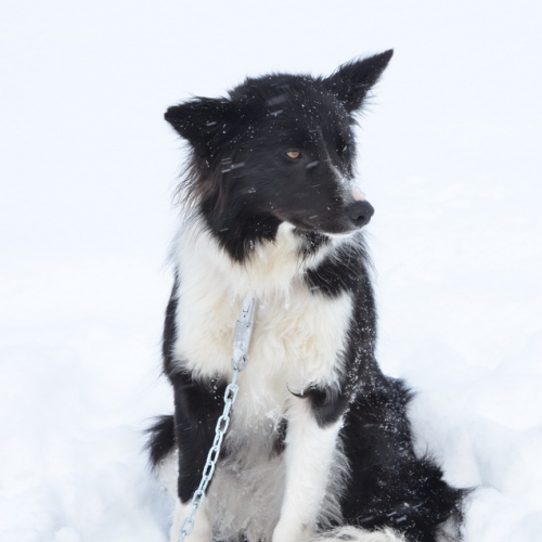 Esercitazione a Sella Nevea del 21/02 n. 101 / 91437