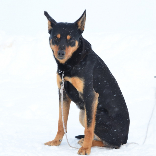 Esercitazione a Sella Nevea del 21/02 n. 102 / 91438