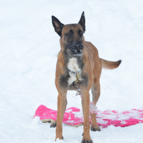 Esercitazione a Sella Nevea del 21/02 n. 103 / 91439